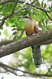 Jamaican Lizard-Cuckoo